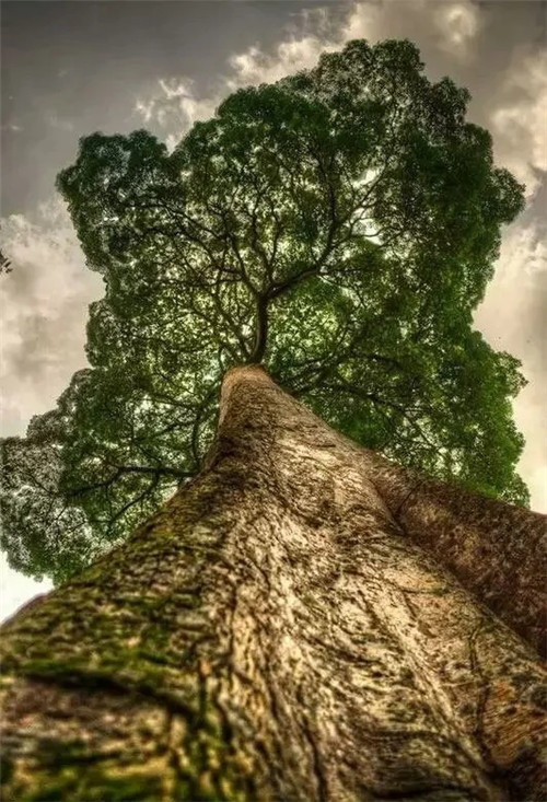 這些千年古樹，都是寶物啊