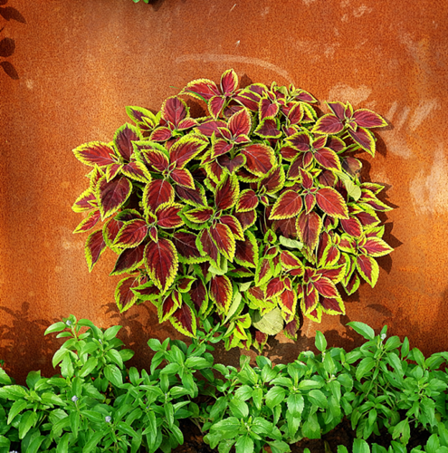 園冶杯專業(yè)獎:第十一屆中國園博會上海慧園