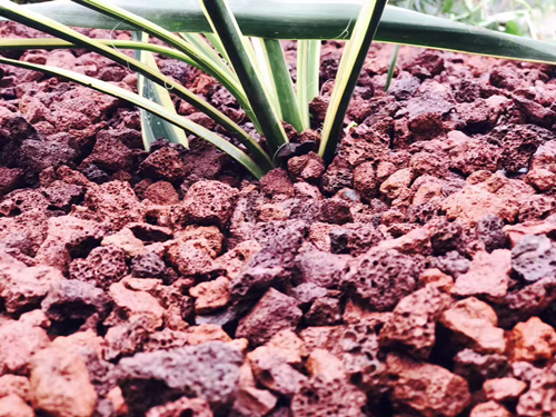 園冶杯專業(yè)獎:第十一屆中國園博會上海慧園