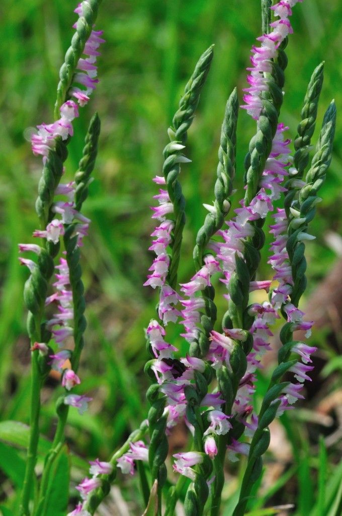 看到這個(gè)雜草千萬(wàn)不要砍，是瀕危野生植物