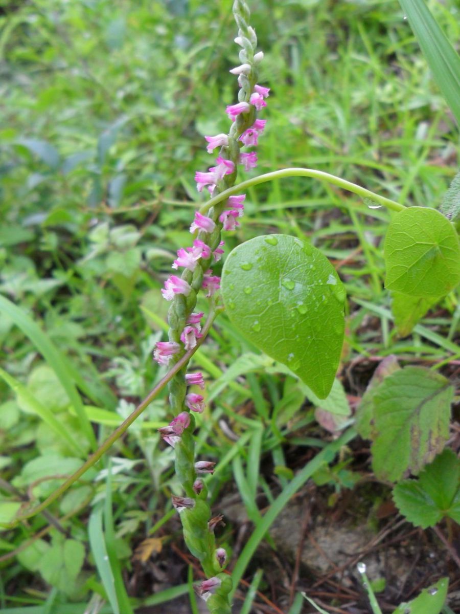 看到這個(gè)雜草千萬(wàn)不要砍，是瀕危野生植物
