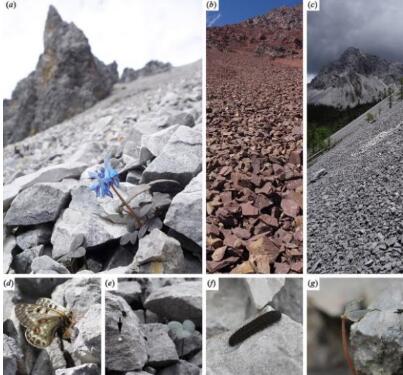 中科院專家發(fā)現(xiàn)植物偽裝術 