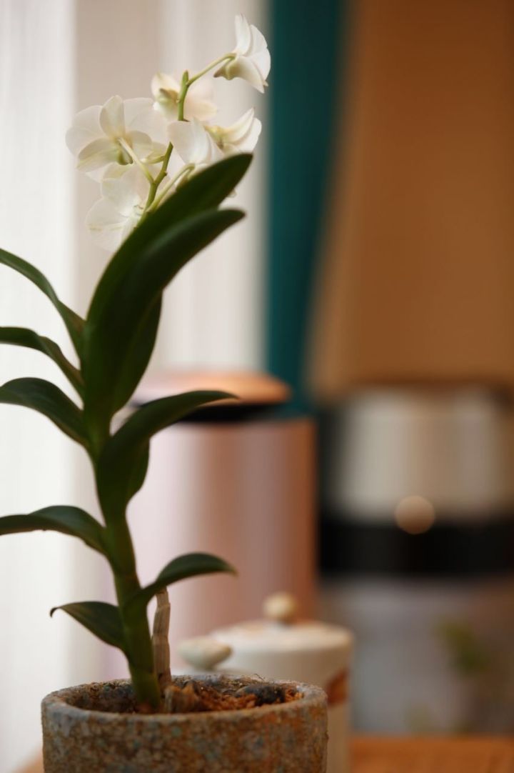 Mufeeling花藝私廚大計劃： 北京四合院篇