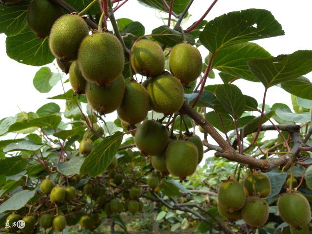 這些國(guó)寶級(jí)的獼猴桃你見(jiàn)過(guò)嘛?