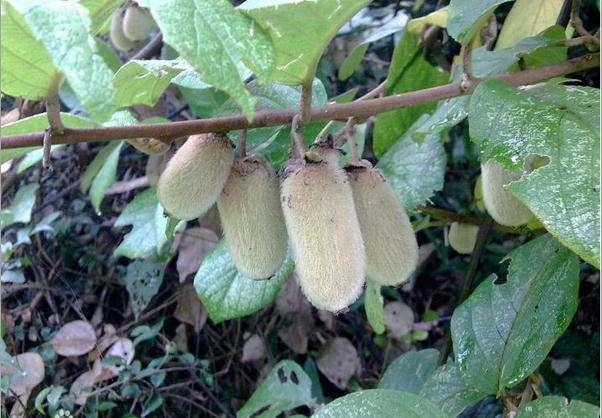 這些國(guó)寶級(jí)的獼猴桃你見(jiàn)過(guò)嘛?