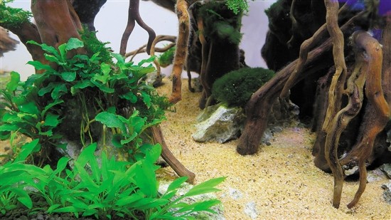用魚缸圓你的造園夢(多圖)