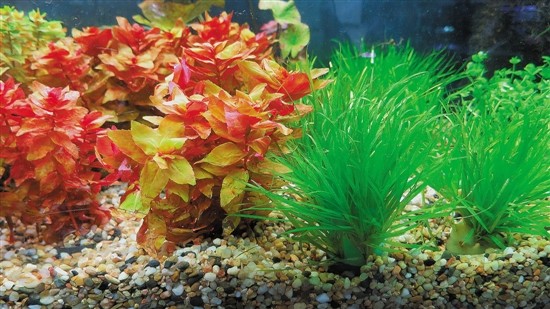 用魚缸圓你的造園夢(多圖)