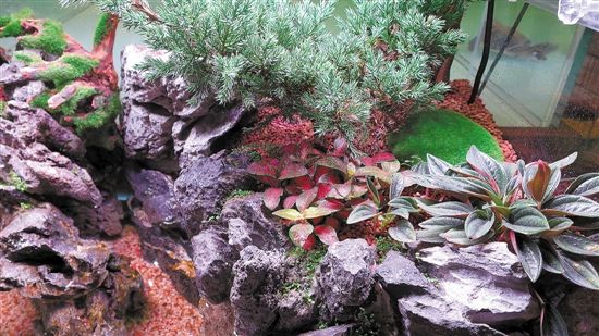 用魚缸圓你的造園夢(多圖)