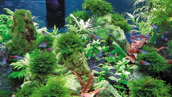 用魚缸圓你的造園夢(多圖)