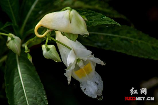湖南齊云峰國家森林公園首次發(fā)現(xiàn)龍蝦花
