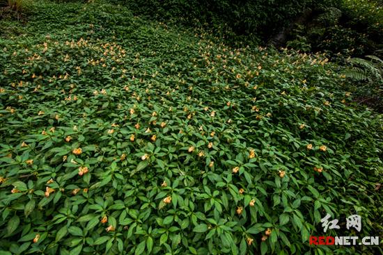 湖南齊云峰國家森林公園首次發(fā)現(xiàn)龍蝦花