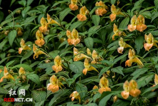 湖南齊云峰國家森林公園首次發(fā)現(xiàn)龍蝦花