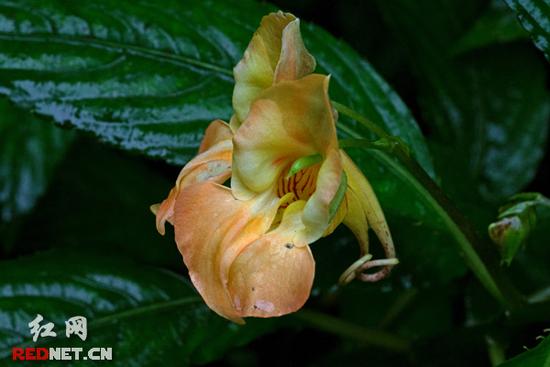 湖南齊云峰國家森林公園首次發(fā)現(xiàn)龍蝦花