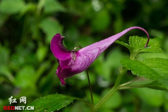 湖南齊云峰國家森林公園首次發(fā)現(xiàn)龍蝦花