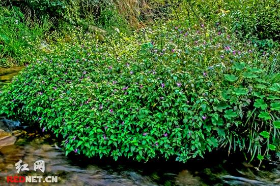 湖南齊云峰國家森林公園首次發(fā)現(xiàn)龍蝦花