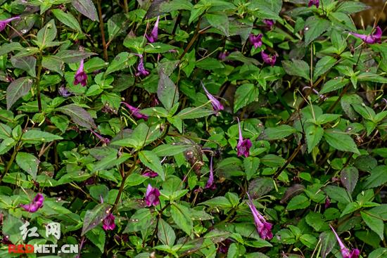 湖南齊云峰國家森林公園首次發(fā)現(xiàn)龍蝦花