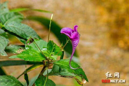 湖南齊云峰國家森林公園首次發(fā)現(xiàn)龍蝦花