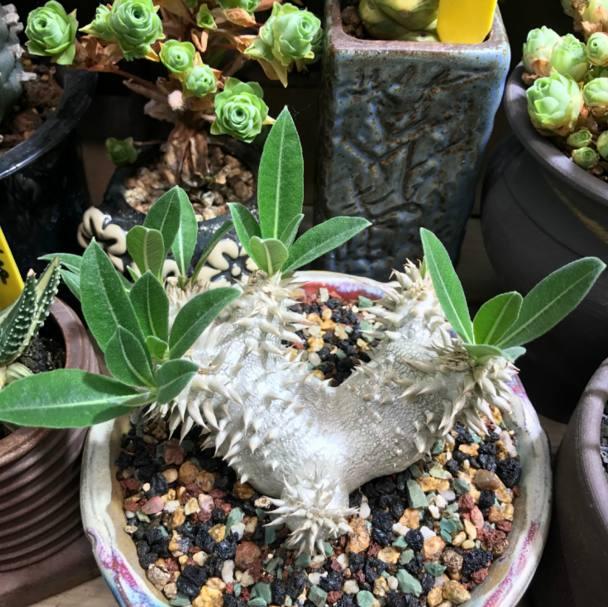 多肉植物界的“大熊貓”,非常珍貴罕見