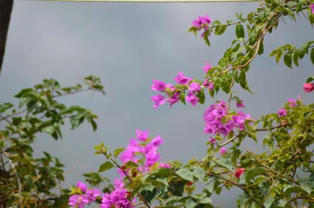 哀牢山自然保護區，種植業的沒落