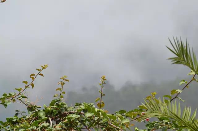 哀牢山自然保護區，種植業的沒落