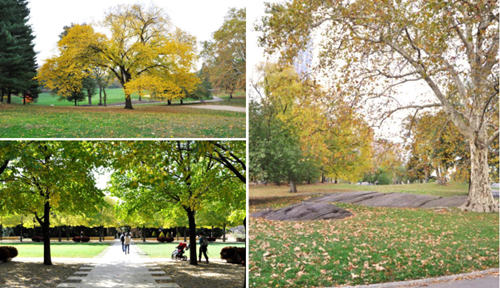 園冶杯專業獎:固安迎賓大道街角北、南公園