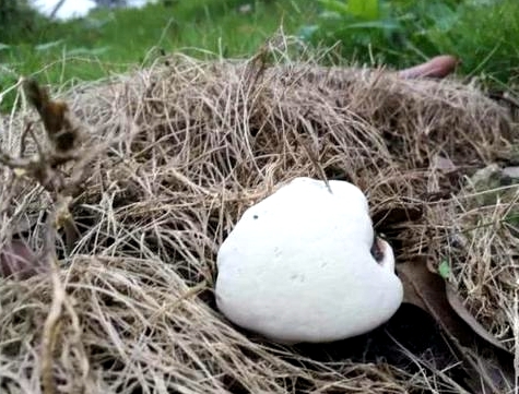 嘉興發現“神奇植物” 可能與環境改善有關