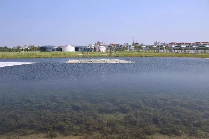 魔都這個23萬平濕地公園,本周末起免費開放