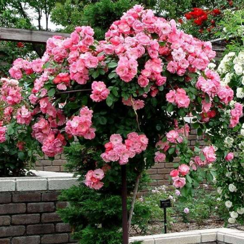 最適合擺在窗臺上的花卉盆栽