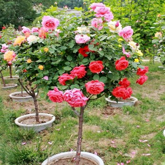 最適合擺在窗臺上的花卉盆栽