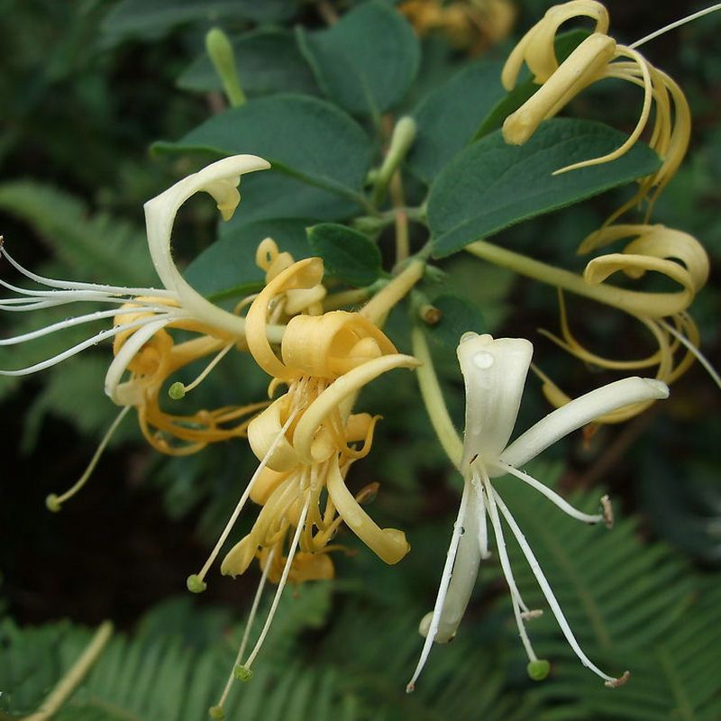 最適合擺在窗臺上的花卉盆栽