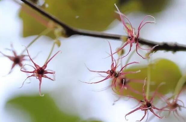 衢州開化成功繁育 這種瀕危植物美炸了