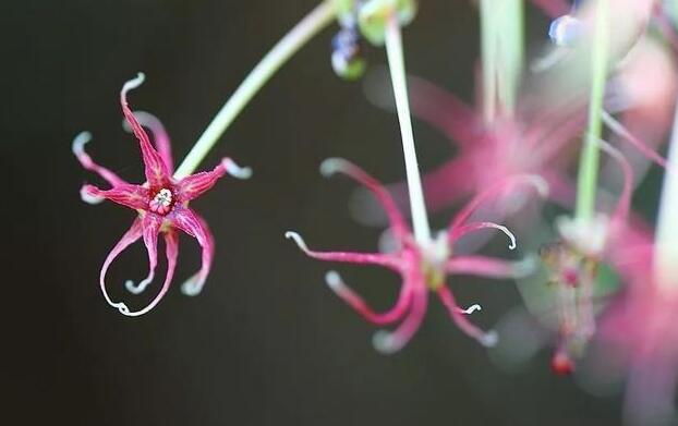 衢州開化成功繁育 這種瀕危植物美炸了