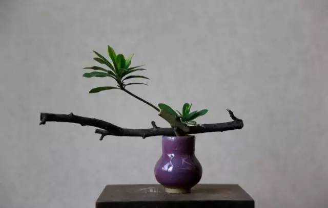 中式、日式、西式插花，最大的區(qū)別是什么？