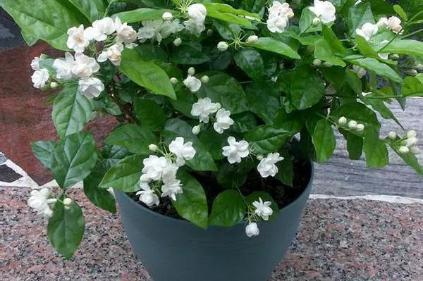 家養花卉病蟲害防治方法