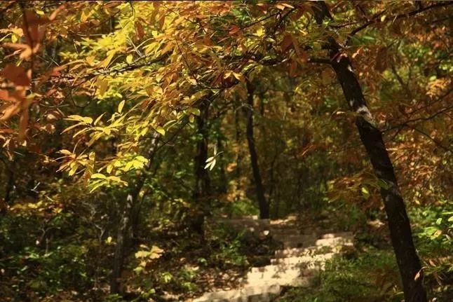 來大楊山國家森林公園邂逅真正的秋天