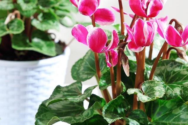 年宵花卉中縮短仙客來種植技術(shù)