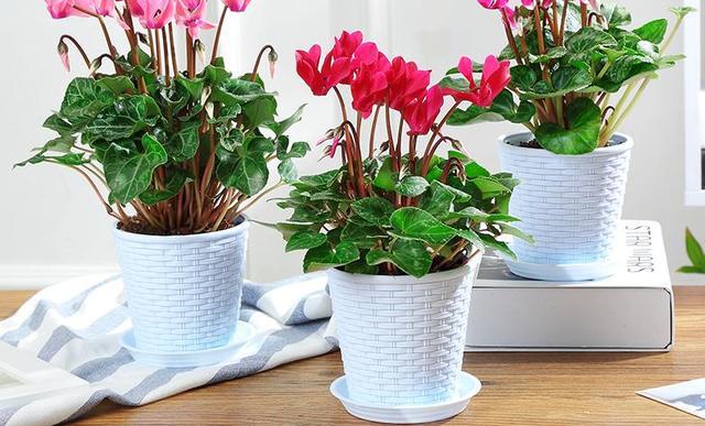 年宵花卉中縮短仙客來種植技術(shù)