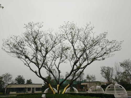 園冶杯專業(yè)獎：濟(jì)南萬科龍湖城市之光施工