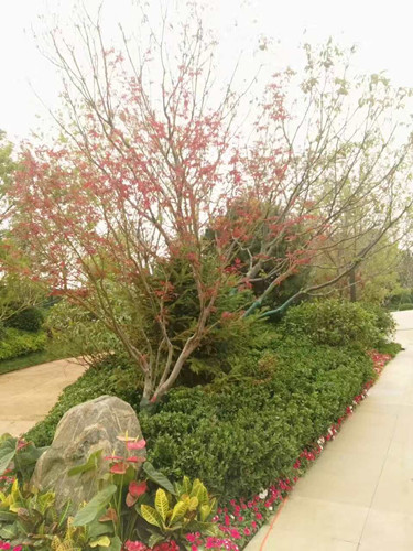 園冶杯專業(yè)獎：濟(jì)南萬科龍湖城市之光施工