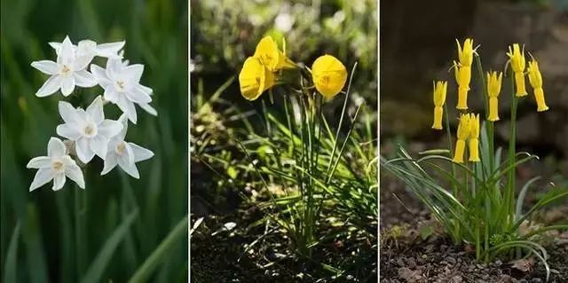 這些花卉將在深秋初冬開放