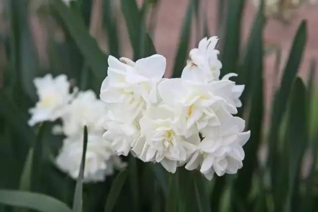 這些花卉將在深秋初冬開放