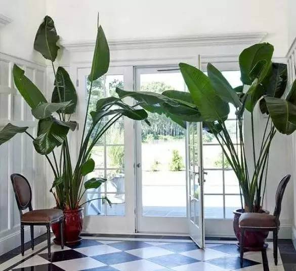 植物也看氣質，哪種花卉更適合你的家？