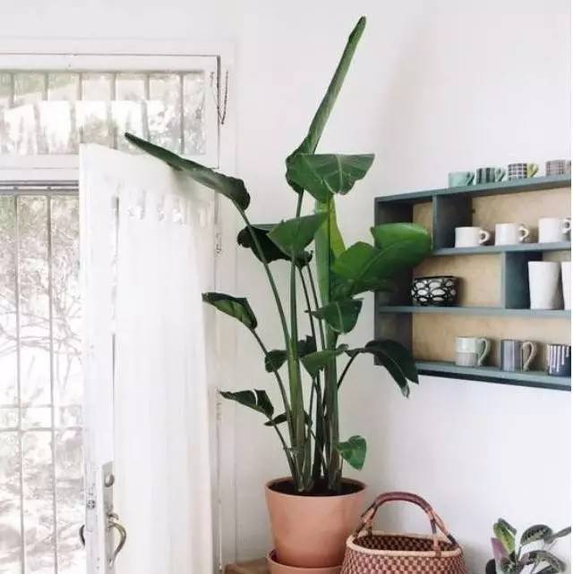 植物也看氣質，哪種花卉更適合你的家？