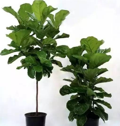 植物也看氣質，哪種花卉更適合你的家？