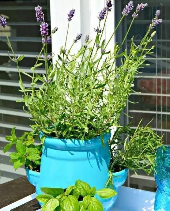 植物也看氣質，哪種花卉更適合你的家？