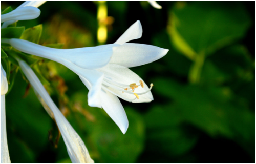 瑤琳國家森林公園，江南印象