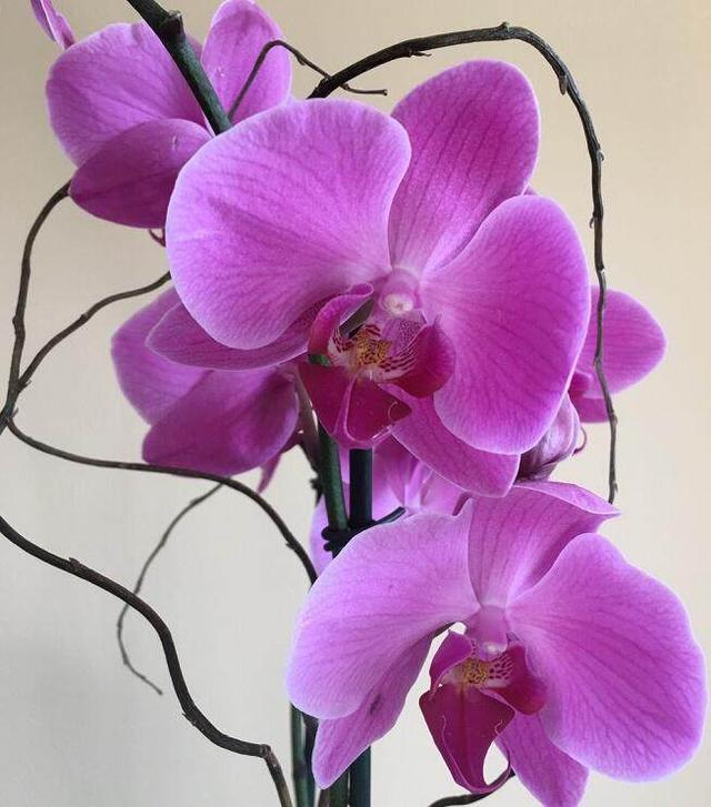 這幾種盆栽花卉天氣越冷花開的越漂亮