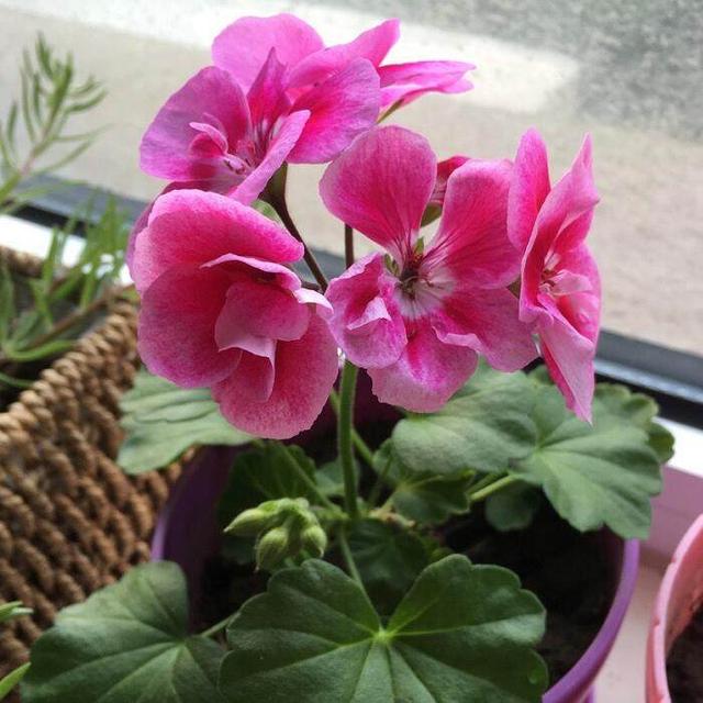 這幾種盆栽花卉天氣越冷花開的越漂亮