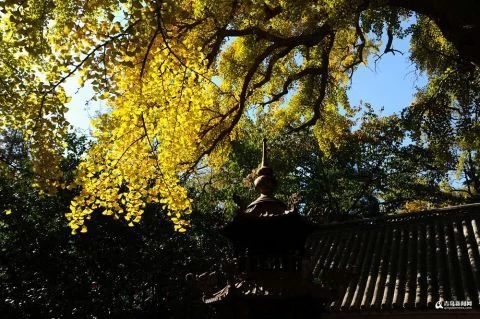 太清宮銀杏古樹披秋裝 一抹金黃惹人醉