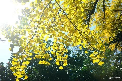 太清宮銀杏古樹披秋裝 一抹金黃惹人醉